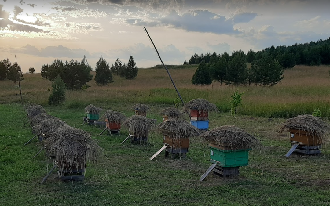 Выбор подходящего места для пасеки.
